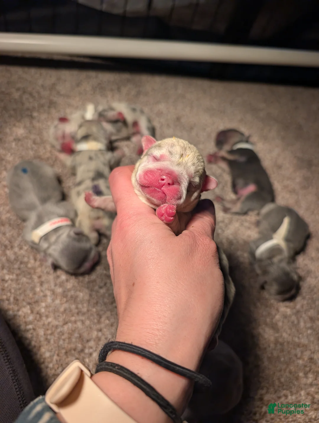 French Bulldog dogs for sale: Sausage - Ad 1