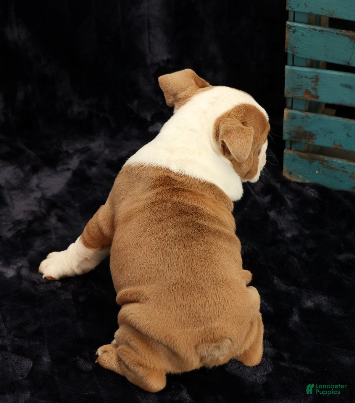 English Bulldog dogs for sale: English Bulldog Puppy 2 - Ad 7