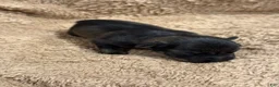 Miniature Schnauzer dogs for sale: Daisy  - Ad 3
