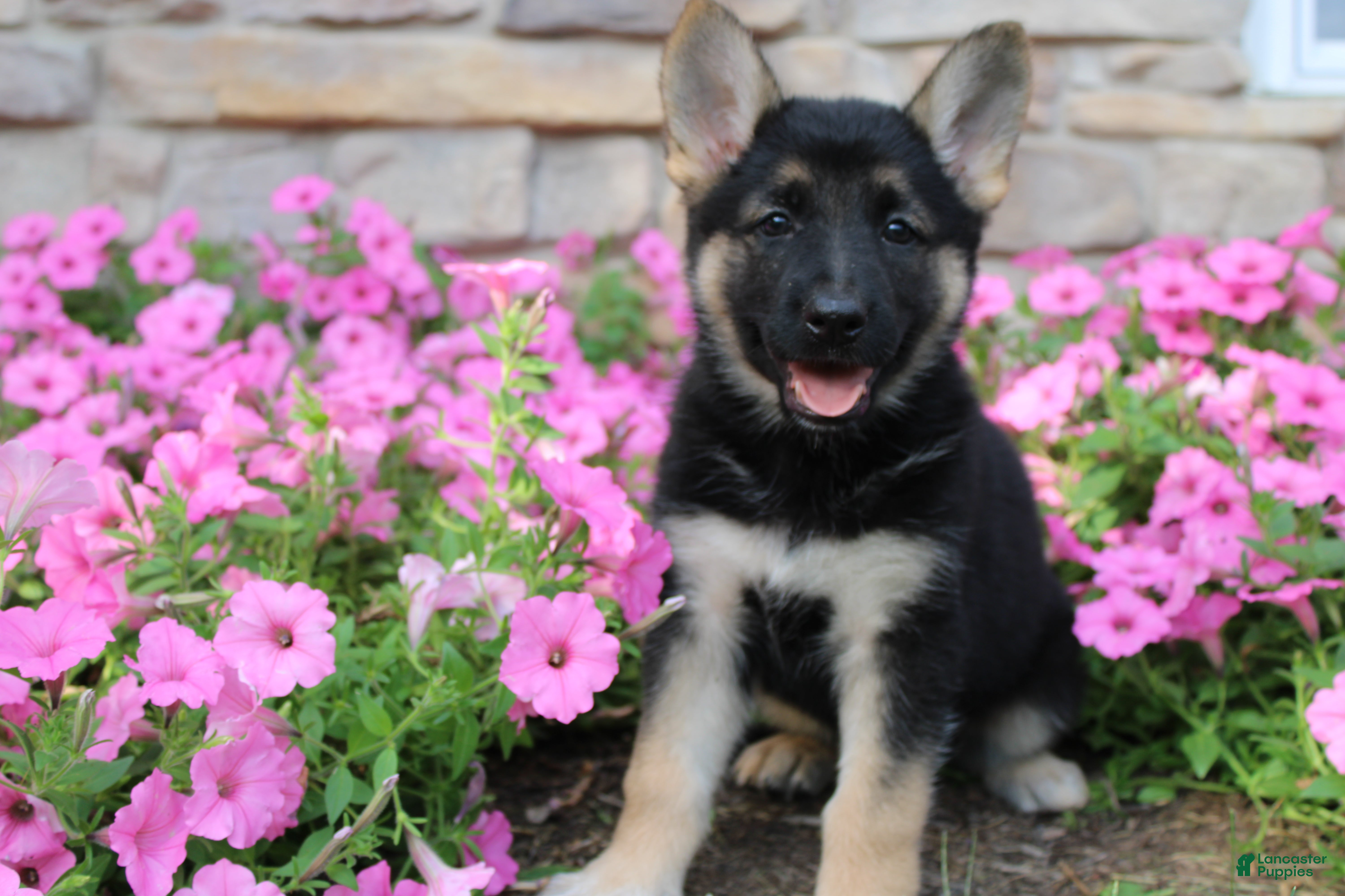 German Shepherd dogs Haven - Ad 2
