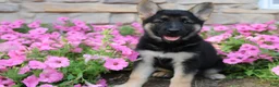 German Shepherd dogs for sale: Haven - Ad 2