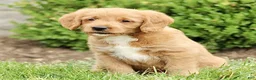 Labradoodle dogs for sale: Skip  - Ad 2
