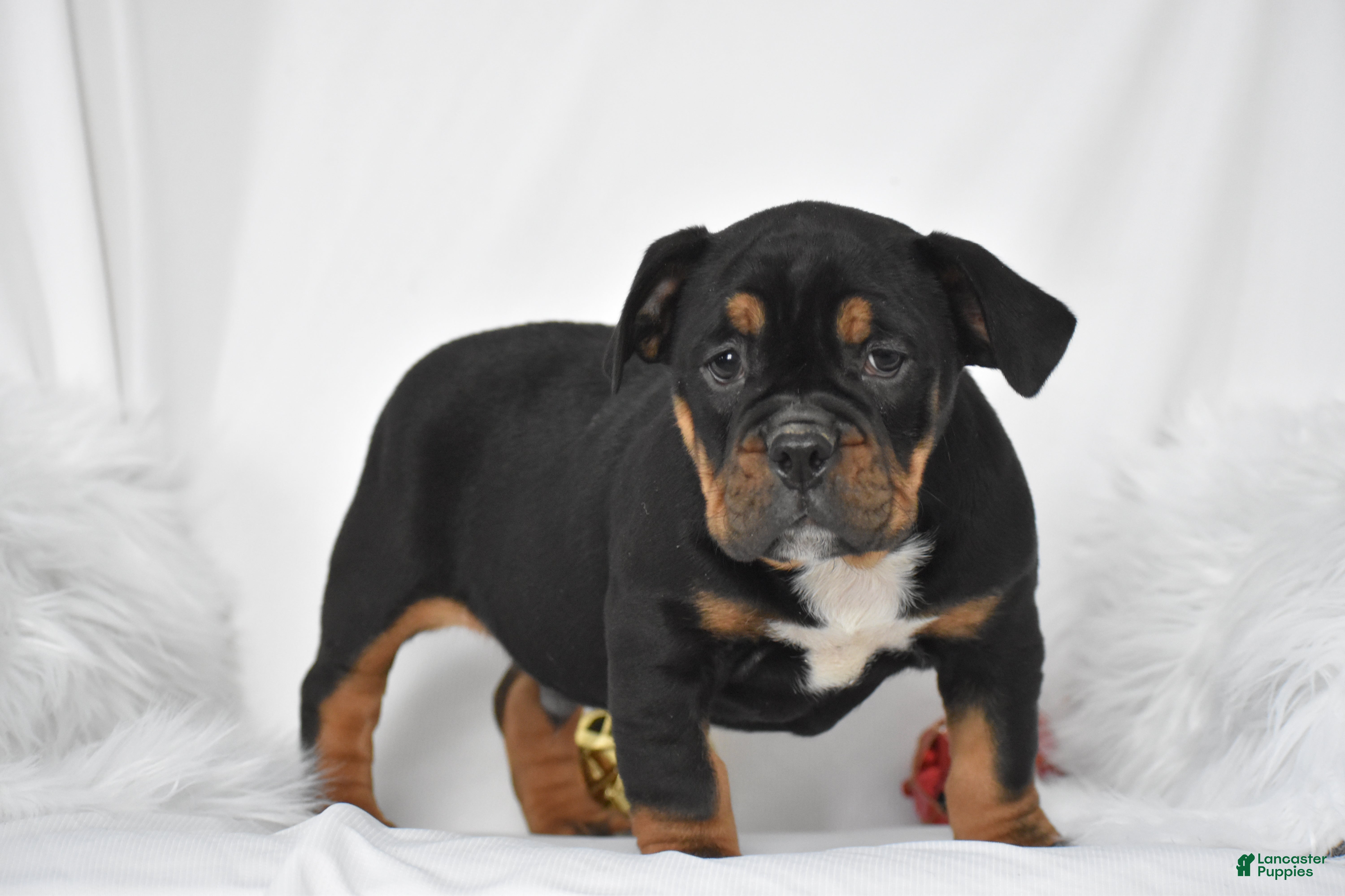 Mixed Breed dogs Buddy - Ad 7