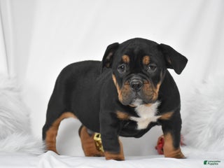 Mixed Breed dogs Buddy - Ad 7