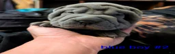 Shar Pei dogs for sale: Baby Blue Boy Pei 2 - Ad 6