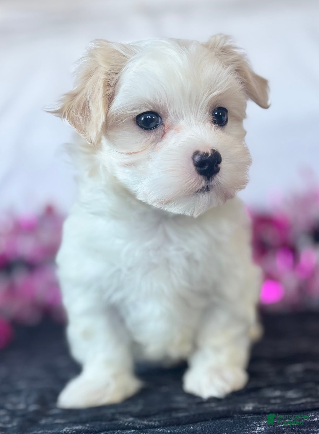Maltese dogs for sale: Colton - Ad 6