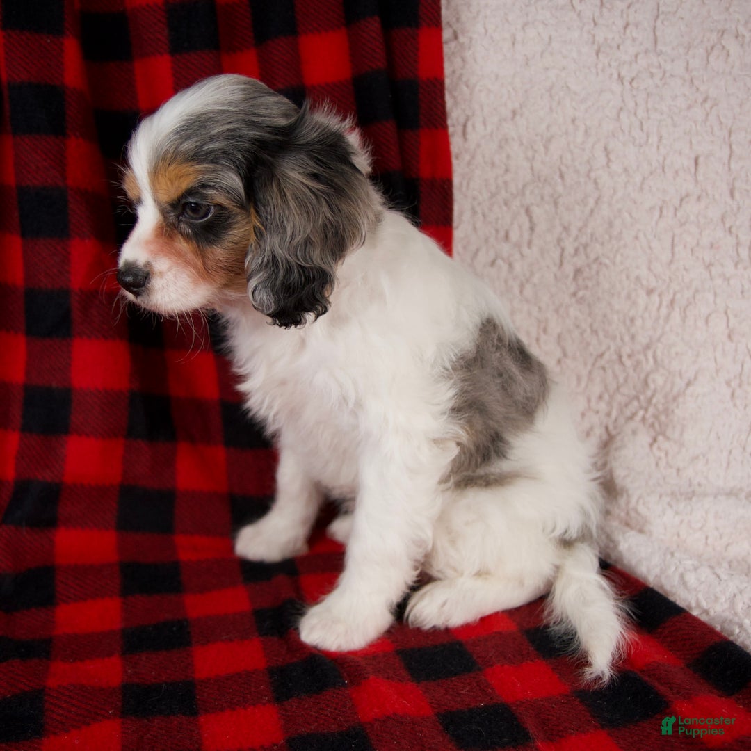 Cavapoo dogs for sale: Nala - Ad 3