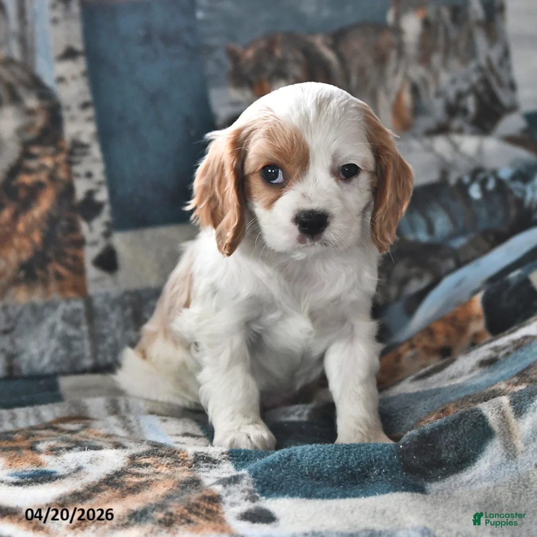Cavalier King Charles Spaniel dogs for sale: Hunter - Ad 2
