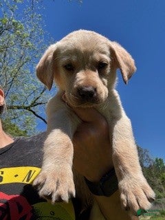 Labrador Retriever dogs Green Collar Male - Ad 35
