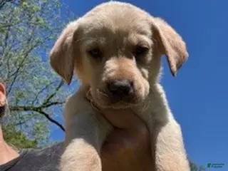 Labrador Retriever dogs Green Collar Male - Ad 35