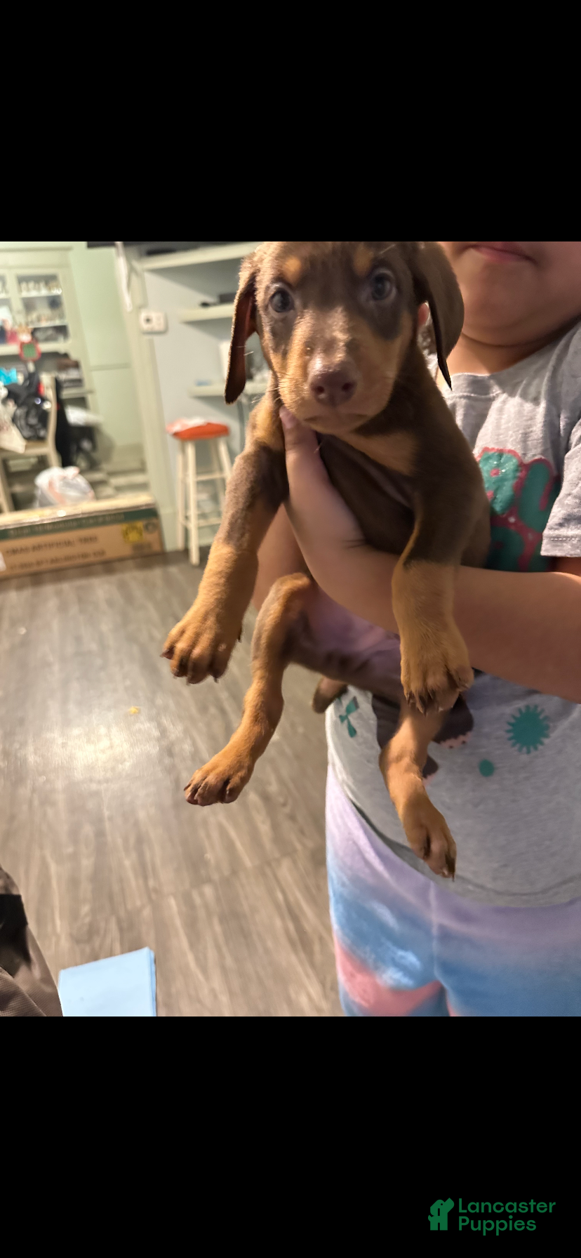 Doberman Pinscher dogs Kane - Ad 31