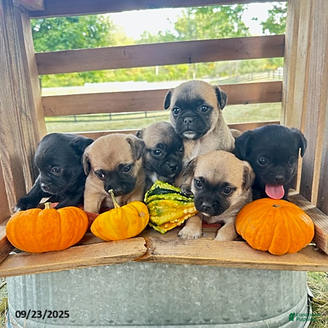 Jug dogs for sale: Leaf - Ad 12