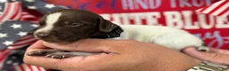 German Shorthaired Pointer dogs for sale: Eagle  - Ad 3
