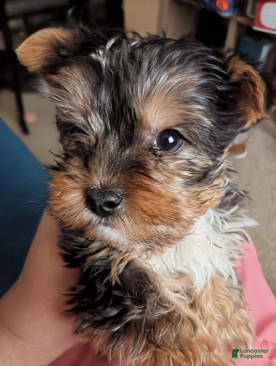 Yorkshire Terrier dogs for sale: Yorkshire Terrier Puppy 1 - Ad 2
