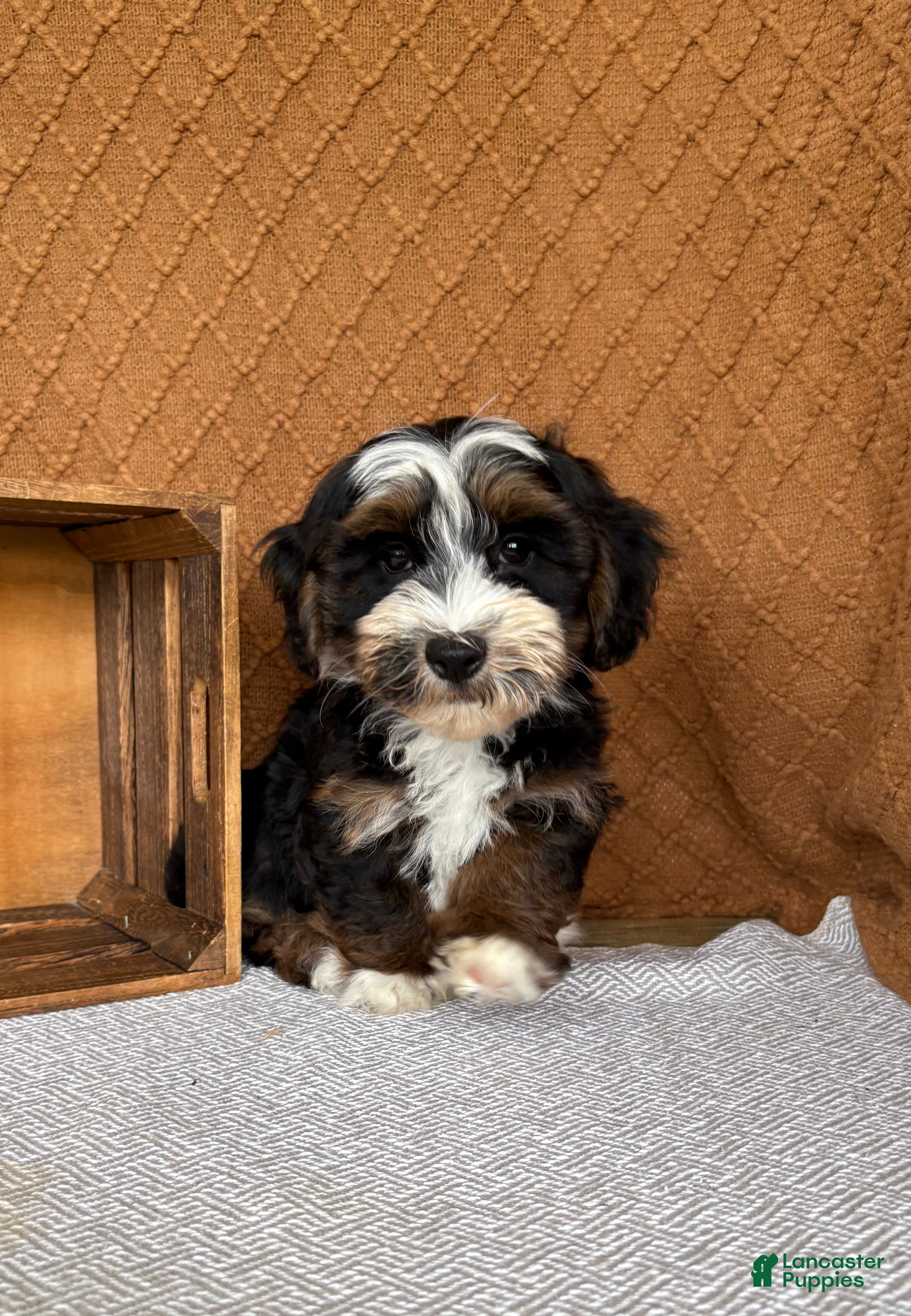 Havanese dogs Jordan  - Ad 1