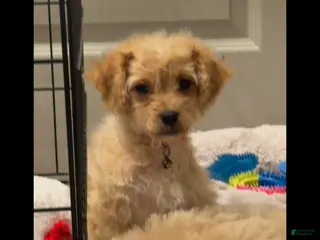 Mixed Breed dogs Mixed Breed 2 - Ad 27