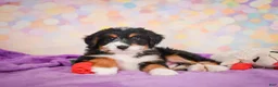 Mini Bernedoodle dogs for sale: Sparky - Ad 8