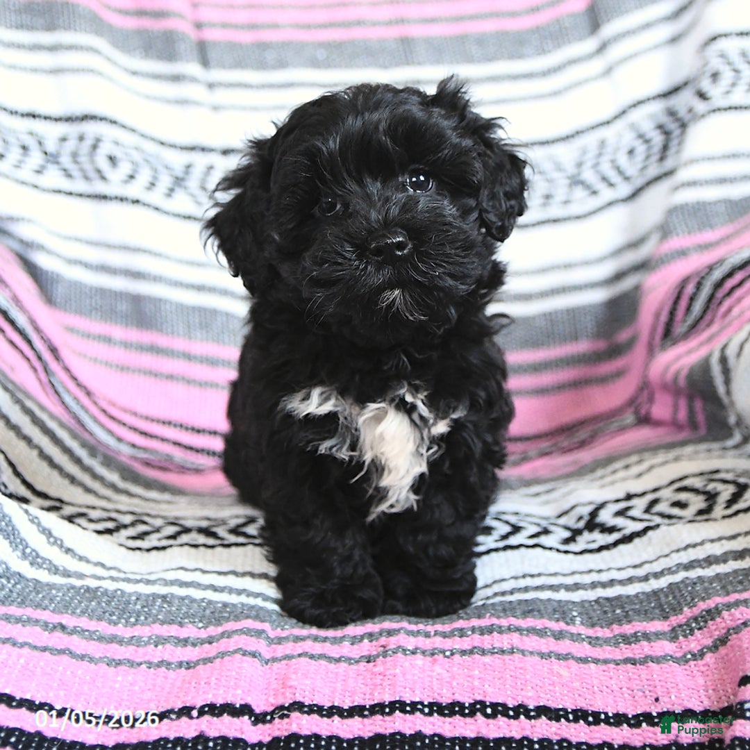 Mixed Breed dogs for sale: Isabel  - Ad 3