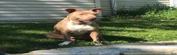 American Pit Bull Terrier dogs for sale: American Pit Bull Terrier Puppy 3 - Ad 2