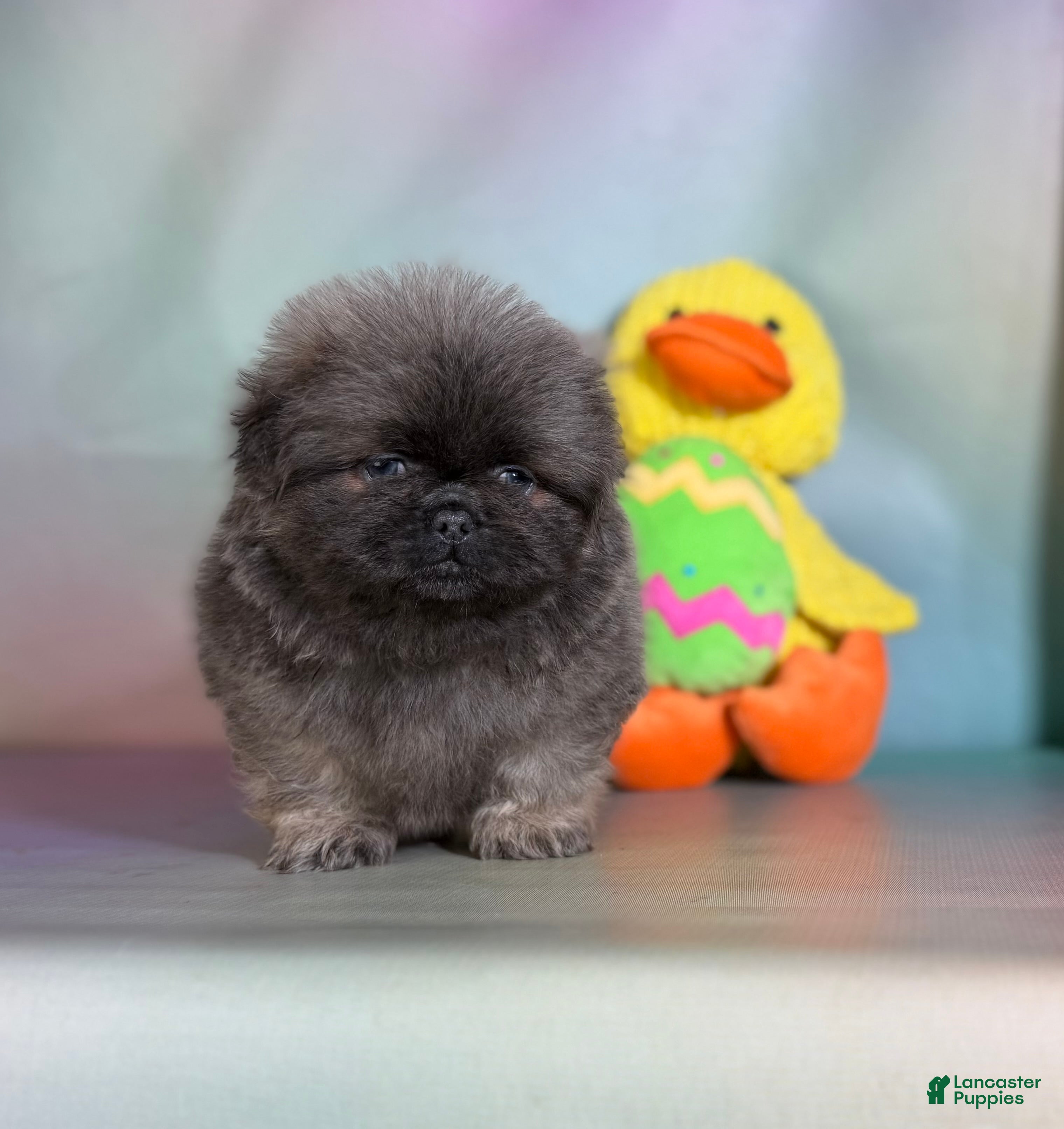 Pekingese dogs Noodle  - Ad 2
