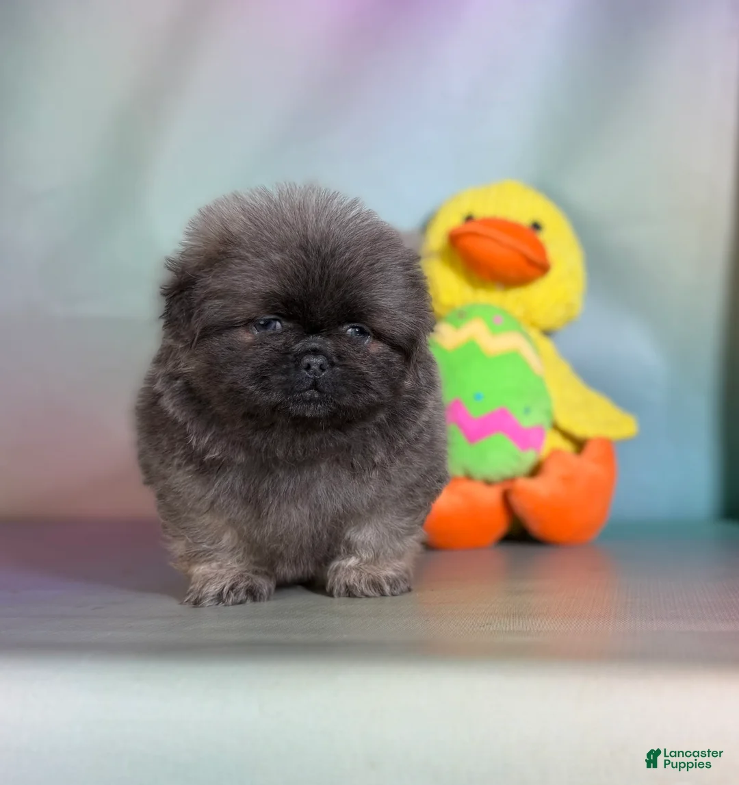 Pekingese dogs for sale: Noodle  - Ad 2
