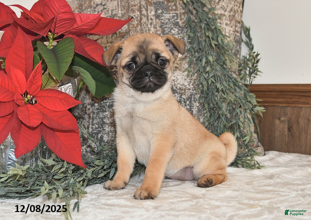 Mixed Breed dogs for sale: Cutie - Ad 1