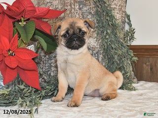 Mixed Breed dogs Cutie - Ad 22