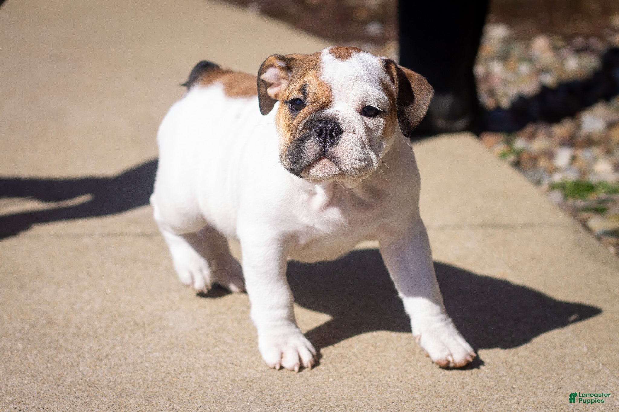 English Bulldog dogs Harley - Ad 1