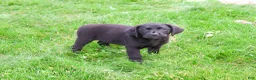 Labrador Retriever dogs for sale: Iridessa  - Ad 12