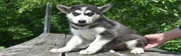 Gerberian Shepsky dogs for sale: Willow - Ad 1