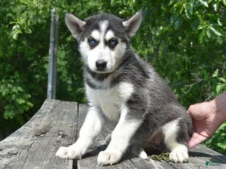 Gerberian Shepsky dogs for sale: Willow - Ad 2