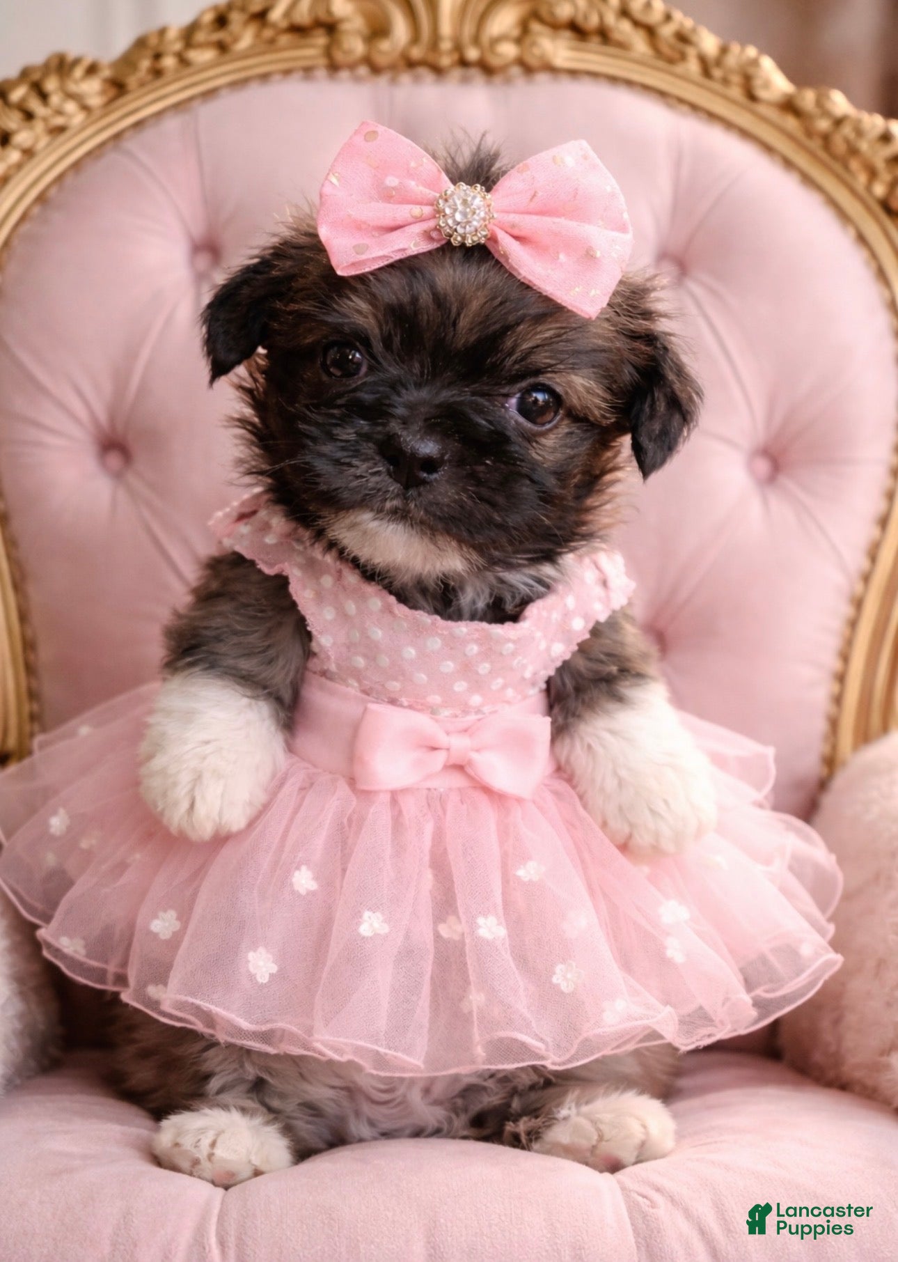 Shihpoo dogs Shihpoo Puppy 4 - Ad 1