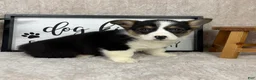 Welsh Corgi Pembroke dogs for sale: Paxton - Ad 3