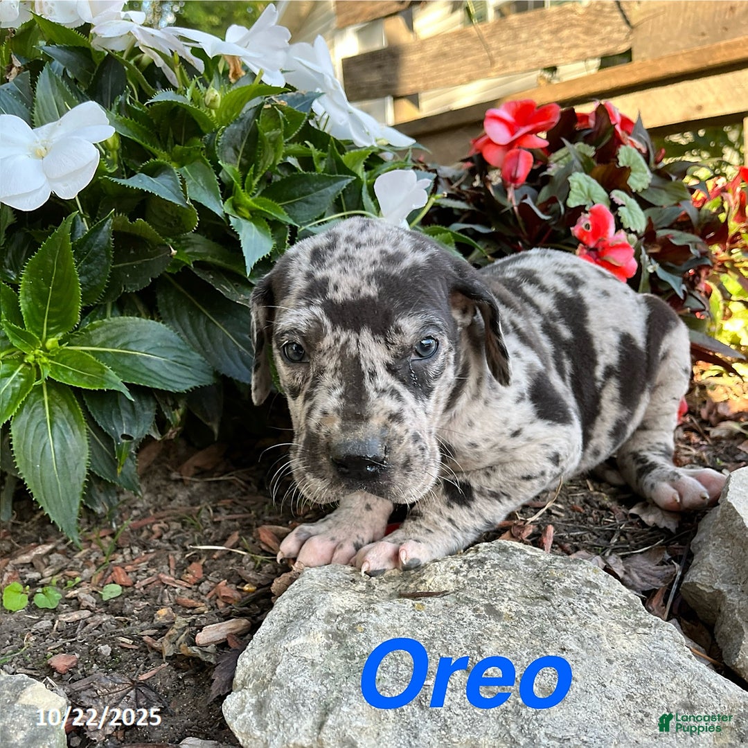 Great Dane Puppies for sale in Athens, Ohio Lancaster Puppies