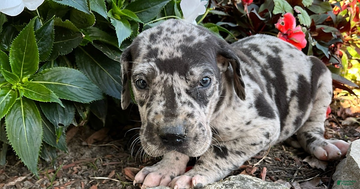 Oreo for sale in Versailles Lancaster Puppies