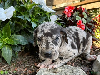 Great Dane dogs - Ad 17