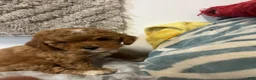 Cavapoo dogs for sale: June - Ad 5