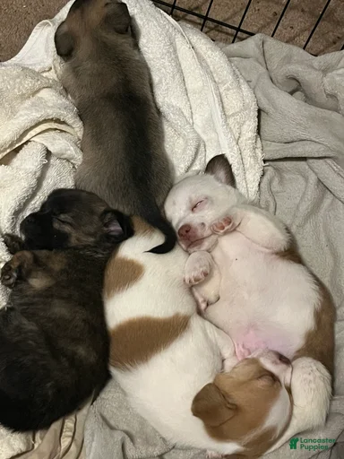 Gallery Image {{count}}