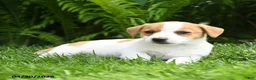 Mixed Breed dogs for sale: Da Vinci - Ad 3