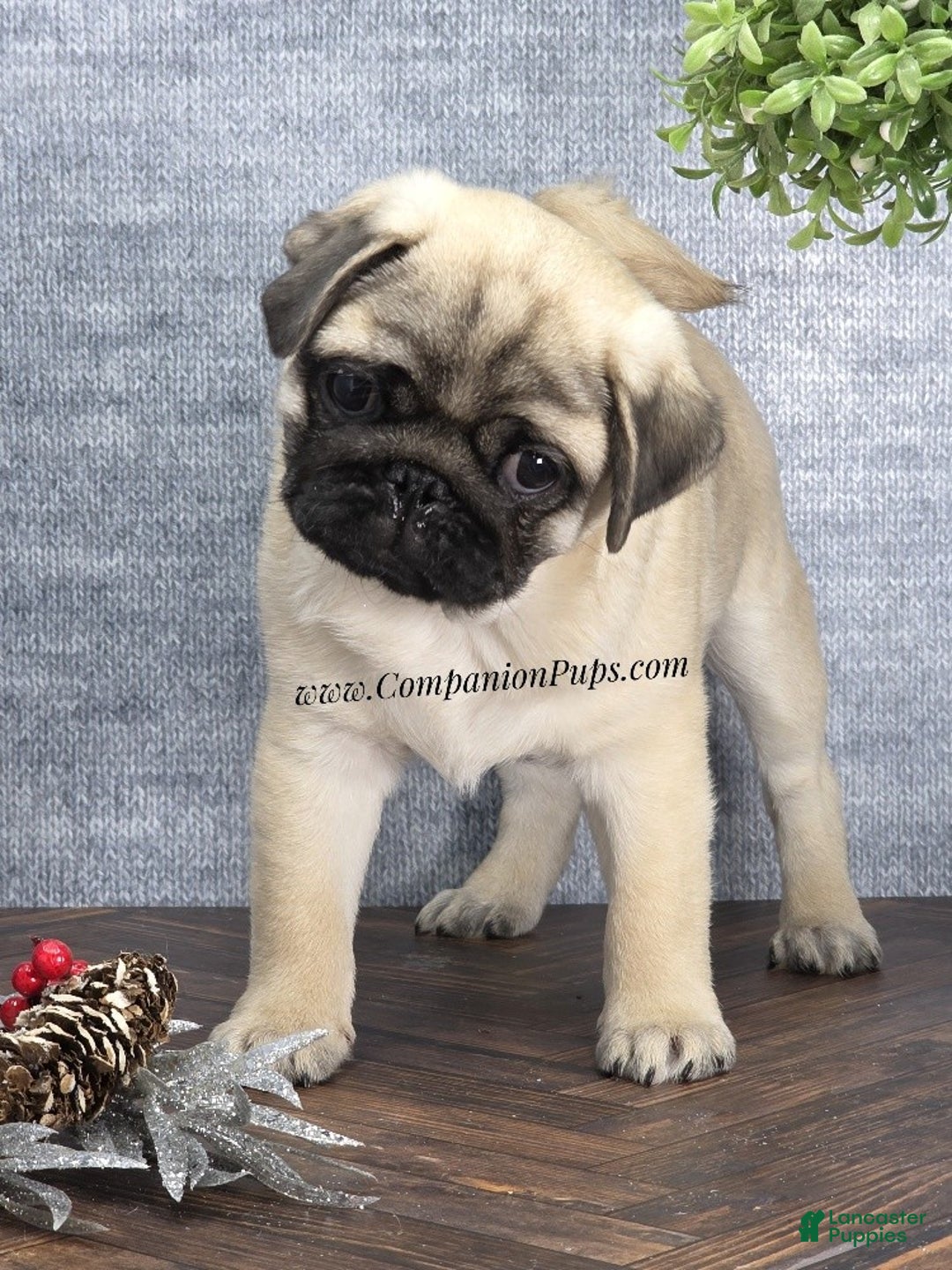Pug dogs for sale: Best Friend for Life - Brady- Memoriable Christmas Puppy! - Ad 2
