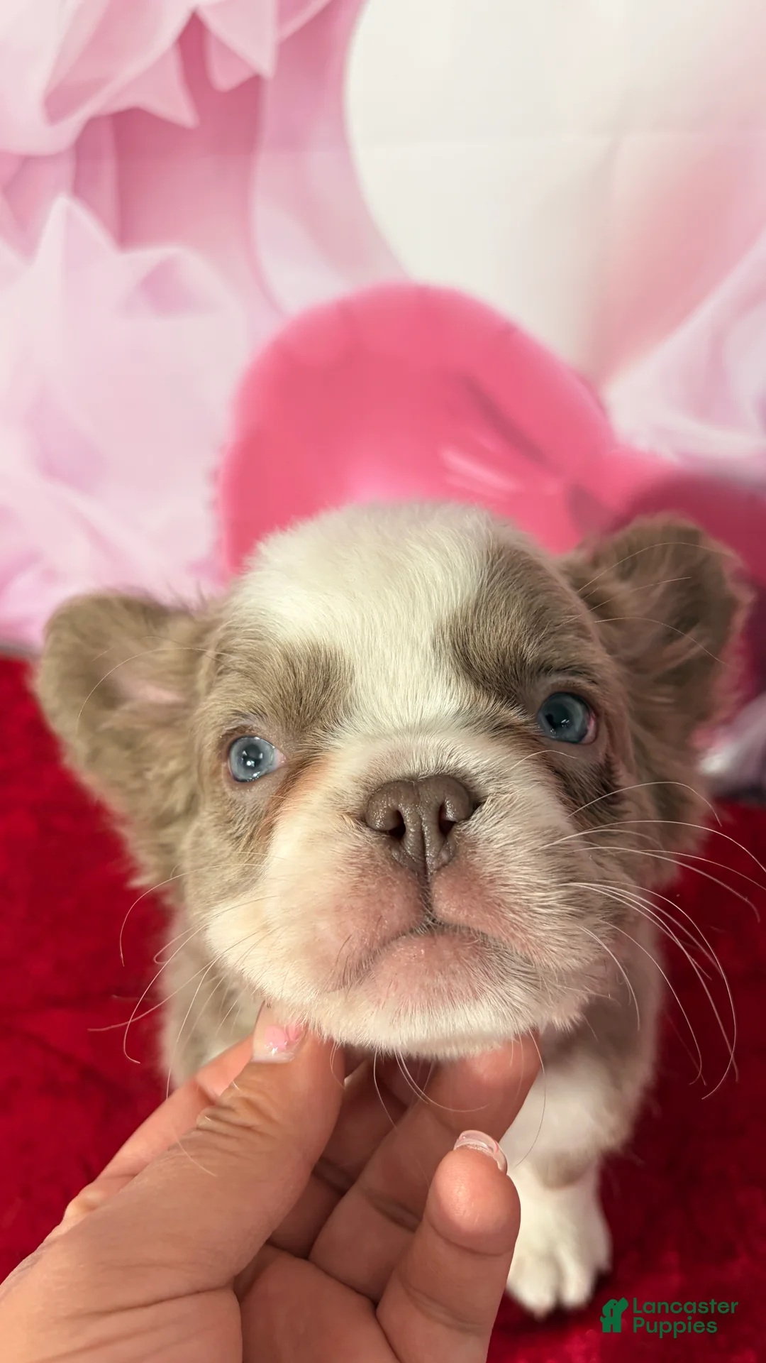 French Bulldog dogs for sale: Cherry  - Ad 3