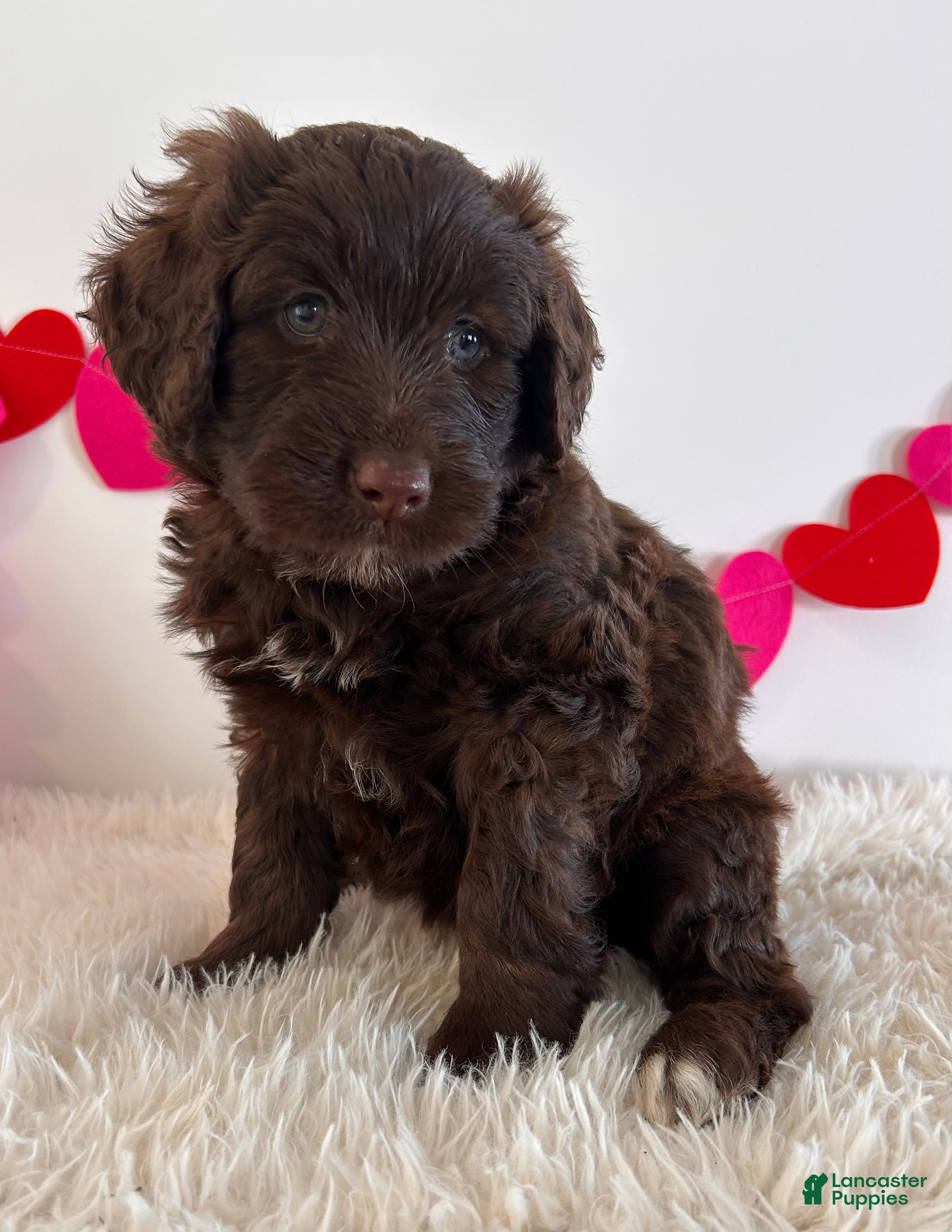 Portuguese Water Dog dogs Candy - Ad 29