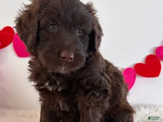 Portuguese Water Dog dogs Candy - Ad 29