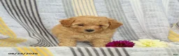 Toy Poodle dogs for sale: Victor - Ad 4