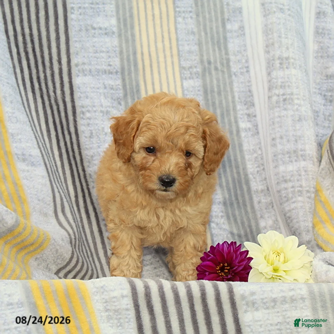 Toy Poodle dogs for sale: Victor - Ad 4