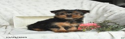 Yorkshire Terrier dogs for sale: Lucky - Ad 1