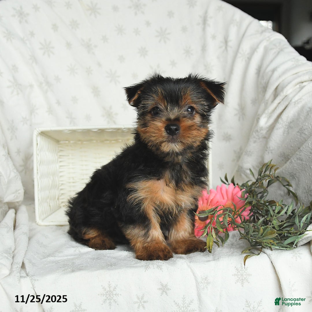 Yorkshire Terrier dogs for sale: Lucky - Ad 1