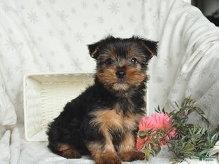 Yorkshire Terrier dogs Lucky - Ad 29