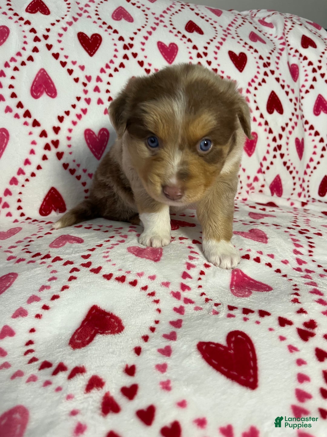 Australian Shepherd dogs for sale: Maxine - Ad 3