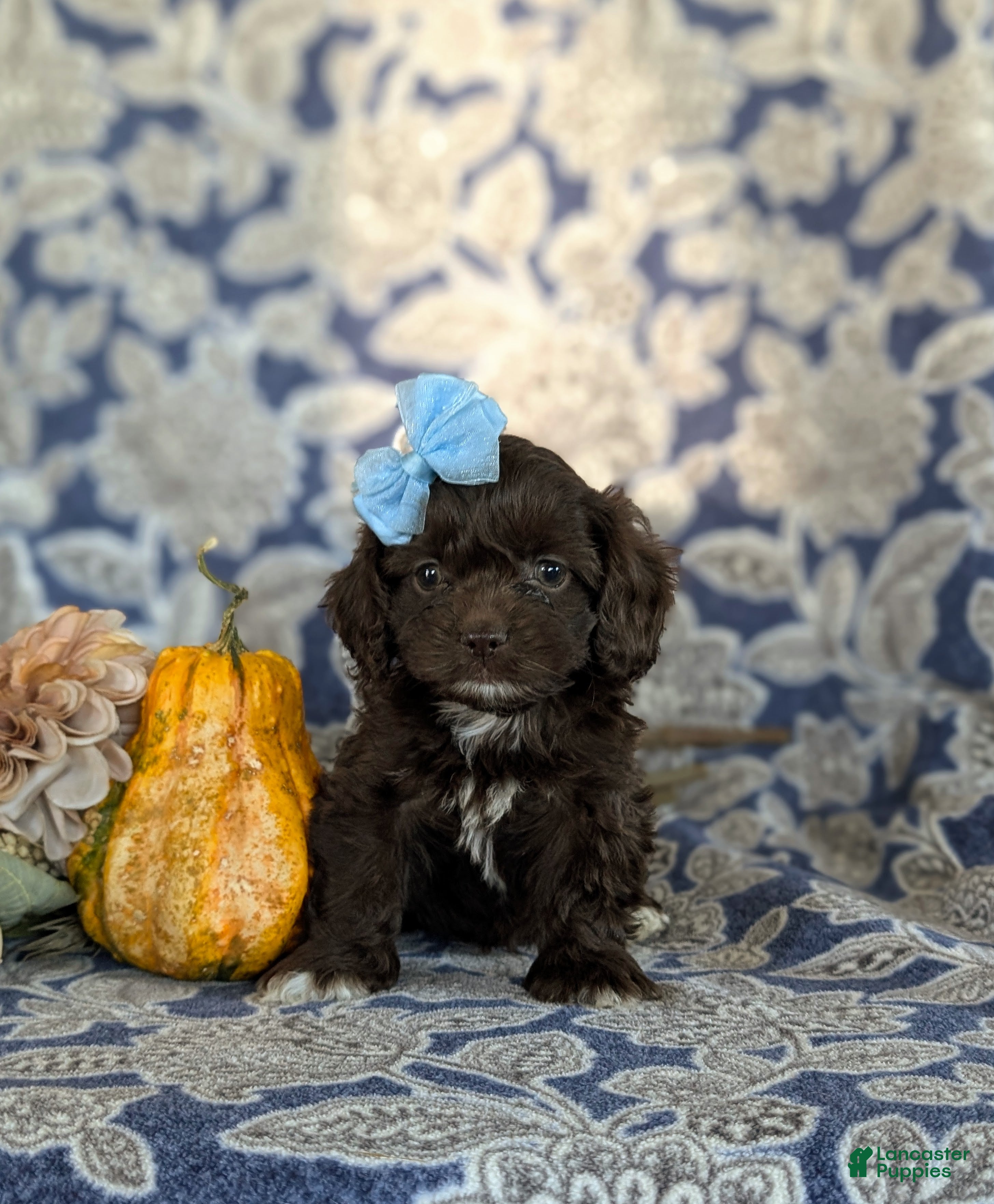 Cockapoo dogs for sale: Izzie - Ad 2